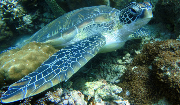 Image: turtle3.jpg
