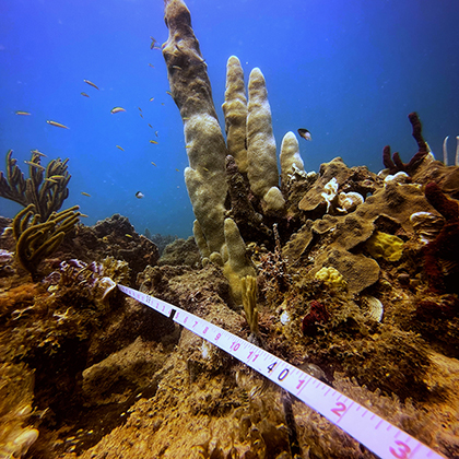 Manny's Reef