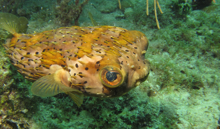 Tortuga site