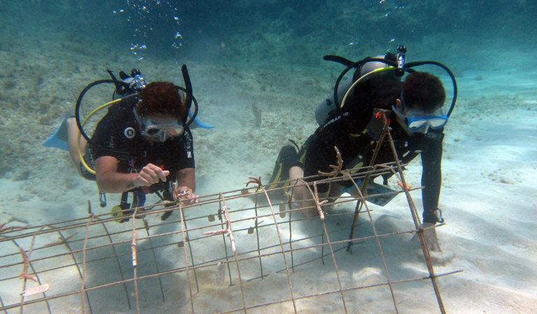 Divemaster/Instructor diving internships Bayahibe
