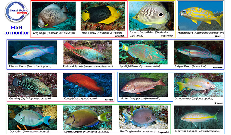 padi bayahibe PADI courses