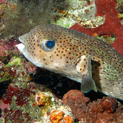 coral watch bayahibe